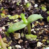 Schijfcactus / vijgencactus (Opuntia ficus-indica) zaden