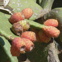 Schijfcactus / vijgencactus (Opuntia ficus-indica) zaden