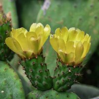Winterharde vijgencactus (Opuntia phaeacantha) zaden