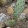 Winterharde vijgencactus (Opuntia phaeacantha) zaden