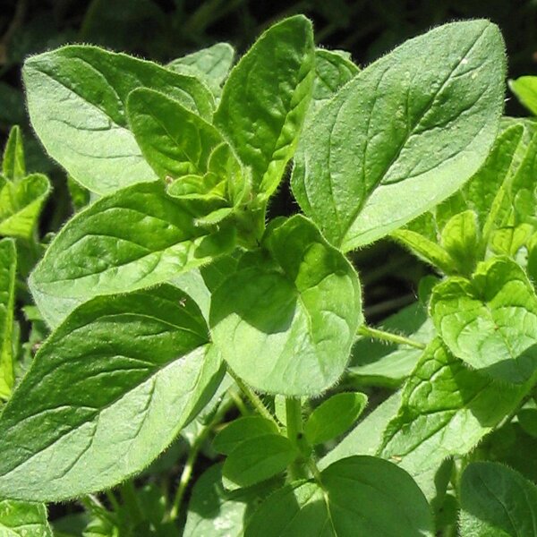 Wilde marjolein / oregano (Origanum vulgare) zaden