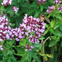 Wilde marjolein (Origanum vulgare) zaden