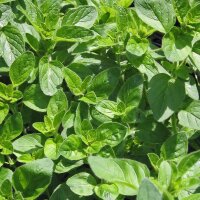 Wilde marjolein / oregano (Origanum vulgare) zaden