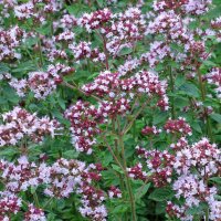 Wilde marjolein / oregano (Origanum vulgare) zaden