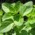 Wilde marjolein / oregano (Origanum vulgare) zaden