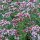 Wilde marjolein / oregano (Origanum vulgare) zaden