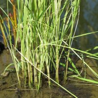 Rijst Arborio Bianco (Oryza sativa) zaden