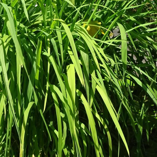 Wilde rijst (Oryza rufipogon) zaden