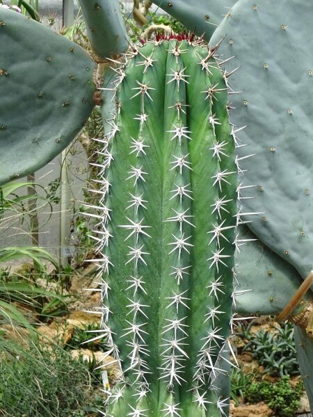 Chawe (Pachycereus pecten-aboriginum) zaden