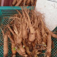 Ginseng (Panax ginseng) zaden