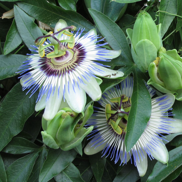 Blauwe passiebloem (Passiflora caerulea) zaden