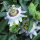 Blauwe passiebloem (Passiflora caerulea) zaden