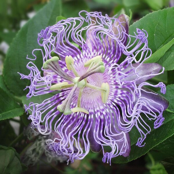 Passiebloem (Passiflora incarnata) zaden