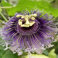 Passiebloem (Passiflora incarnata) zaden