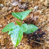 Passiebloem (Passiflora incarnata) zaden