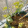 Passiebloem (Passiflora incarnata) zaden