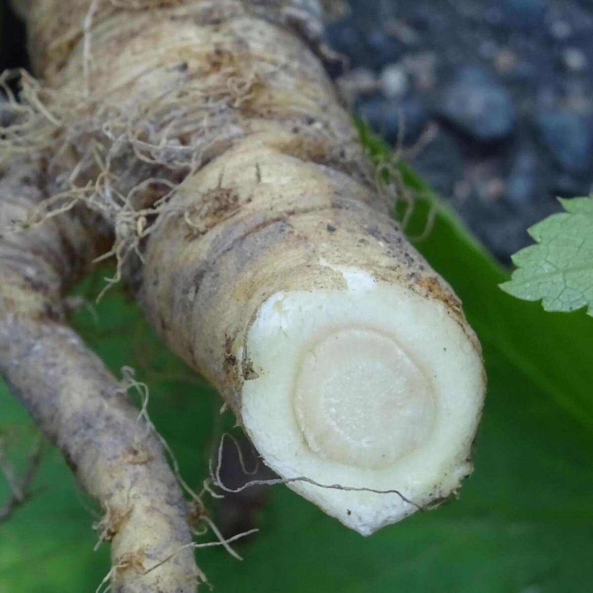 BIO Pastinaak 'Tender and True' – Pastinaca sativa Zaden | Zorgkwekerij Smaak