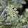 Italiaanse platte peterselie (Petroselinum crispum var. neapolitanum) zaden