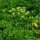 Italiaanse platte peterselie (Petroselinum crispum var. neapolitanum) zaden