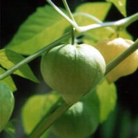 Tomatillo / Mexicaanse aardkers Rendidora (Physalis...