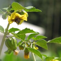 Tomatillo / Mexicaanse aardkers Rendidora (Physalis ixocarpa) zaden