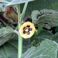 Goudbes / ananaskers (Physalis peruviana) zaden