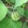 Goudbes / ananaskers (Physalis peruviana) zaden