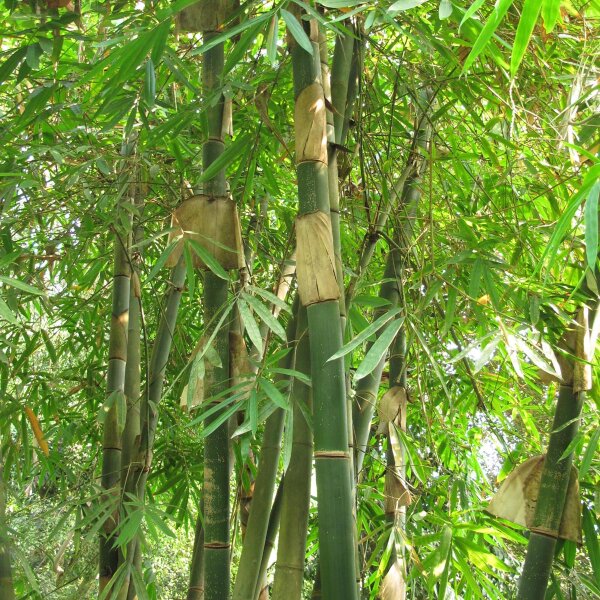 Moso bamboe (Phyllostachys pubescens) zaden