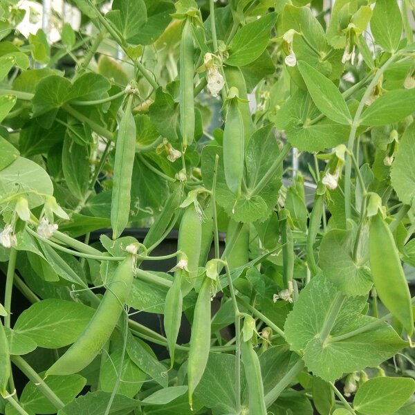 Bleke erwt Kleine Rheinländerin (Pisum sativum) zaden