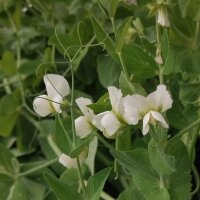 Bleke erwt Kleine Rheinländerin (Pisum sativum) zaden