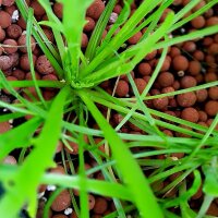 Hertshoornweegbree (Plantago coronopus) zaden