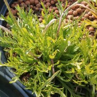 Hertshoornweegbree (Plantago coronopus) zaden