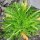 Hertshoornweegbree (Plantago coronopus) zaden