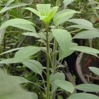 Boliviaanse koriander / papalo (Porophyllum ruderale ssp....