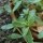 Postelein (Portulaca oleracea) zaden