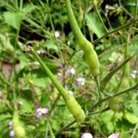 Rattenstaart-radijs (Raphanus caudatus) zaden