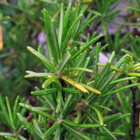 Rozemarijn (Rosmarinus officinalis) zaden