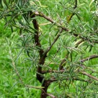 Rozemarijn (Rosmarinus officinalis) zaden