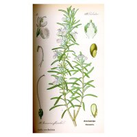 Rozemarijn (Rosmarinus officinalis) zaden