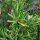Rozemarijn (Rosmarinus officinalis) zaden