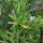 Rozemarijn (Rosmarinus officinalis) zaden