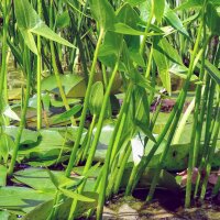 Pijlkruid (Sagittaria sagittifolia) zaden