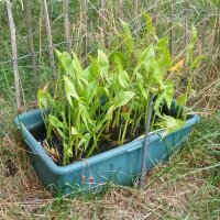 Pijlkruid (Sagittaria sagittifolia) zaden