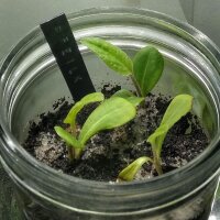 Pijlkruid (Sagittaria sagittifolia) zaden
