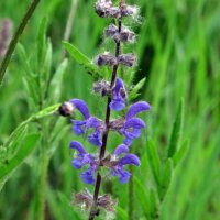 Wilde salie (Salvia pratensis) zaden