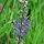 Wilde salie (Salvia pratensis) zaden