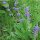 Wilde salie (Salvia pratensis) zaden