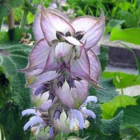 Scharlei / muskaatsalie (Salvia sclarea) zaden