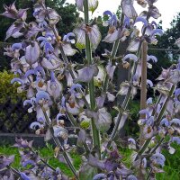 Scharlei / muskaatsalie (Salvia sclarea) zaden
