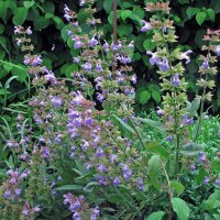 Echte salie (Salvia officinalis) zaden